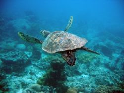 Picture of this turtle was taken last may in Seychelles w... by Sander Kuulkers 